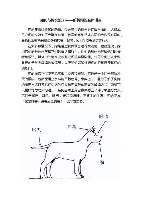 如何与狗交流？——解析狗的肢体语言
