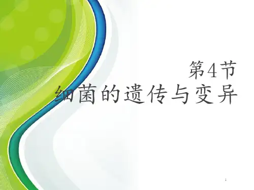 细菌的遗传和变异  ppt课件