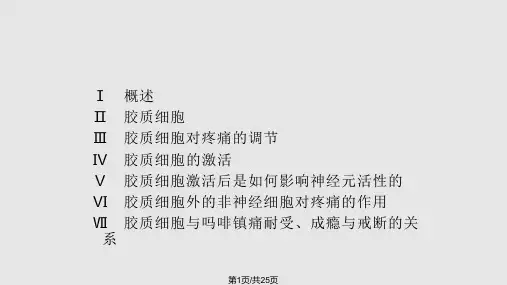 神经胶质细胞PPT课件