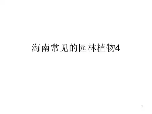 海南常见的园林植物