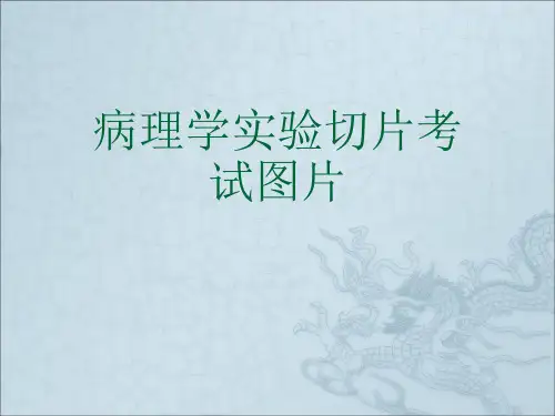 病理学实验切片考试图片