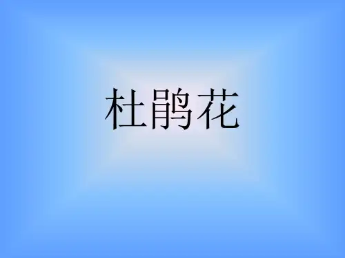 杜鹃花怎么养ppt课件