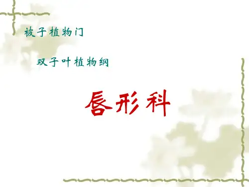 药用植物学唇形科