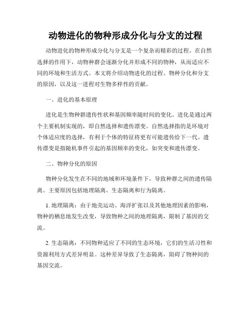动物进化的物种形成分化与分支的过程