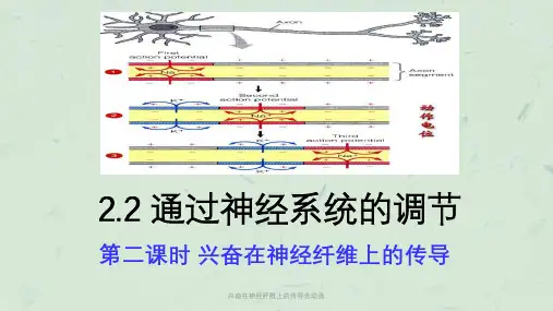 兴奋在神经纤维上的传导含动画ppt课件