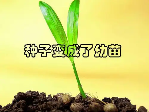 三年级下册科学课件-1.4 种子变成了幼苗｜教科版 (共18张PPT)