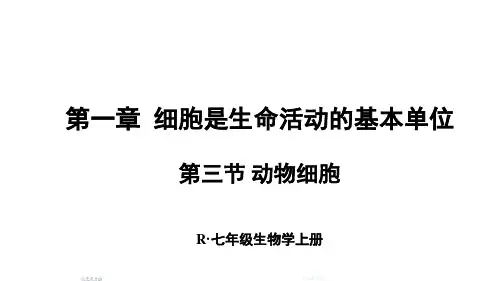 生物(新版)新人教版七年级上册第三节 动物细胞