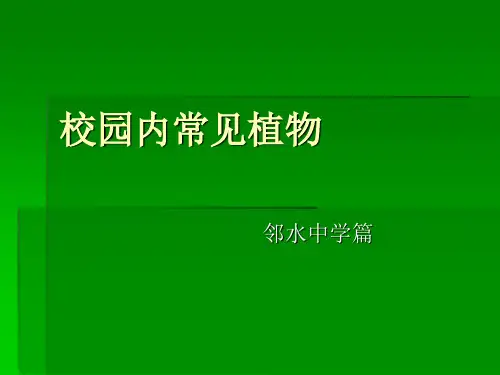 校园内常见植物