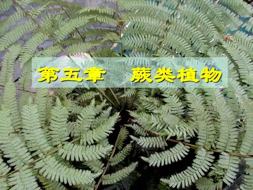 蕨类植物