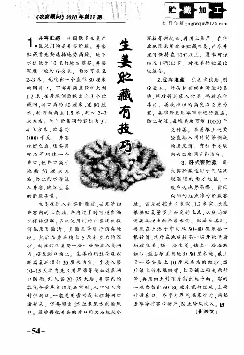 生姜贮藏有技巧