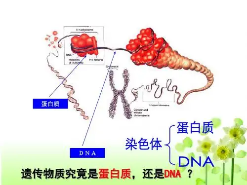 肺炎双球菌的转化实验