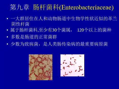肠杆菌科Enterobacteriaceaeppt课件