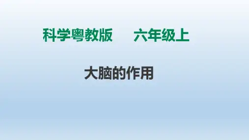 粤教版六年级科学上册3.15《大脑的作用》课件