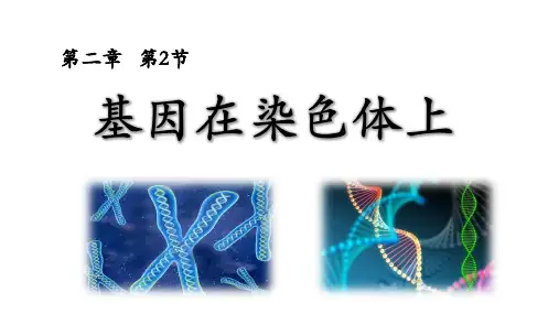 2-2基因在染色体上(教学课件)高中生物学人教版(2019) 必修二