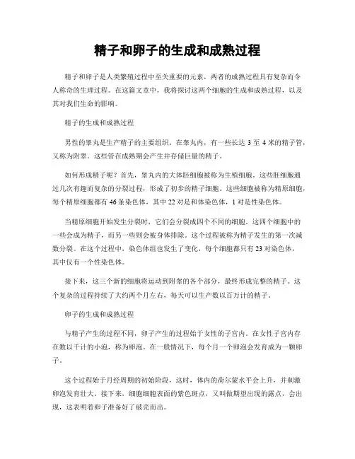 精子和卵子的生成和成熟过程