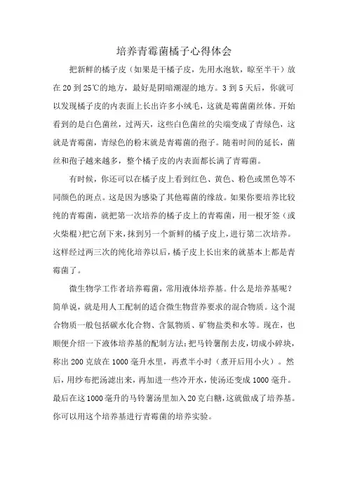 培养青霉菌橘子心得体会