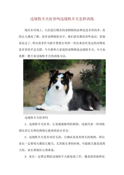 边境牧羊犬好养吗 边境牧羊犬怎样训练