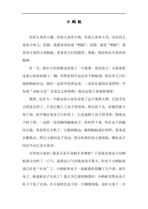 我喜欢的动物——小蚂蚁