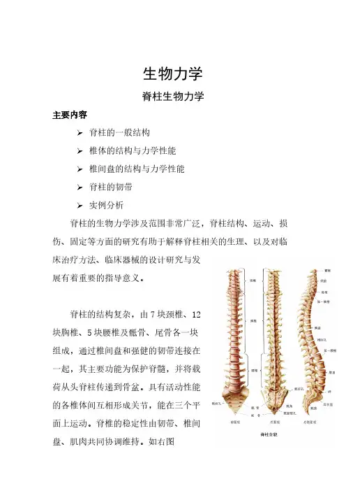 脊柱的生物力学