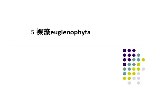 5-裸藻euglenophyta-PPT课件