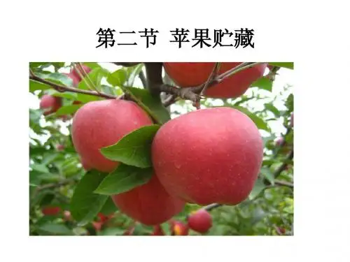 苹果贮藏保鲜技术