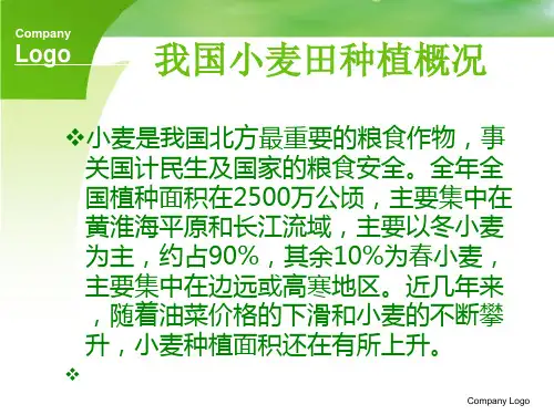 小麦田杂草的识别与防治