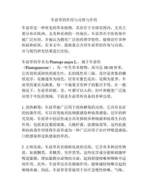 车前草的作用与功效与作用
