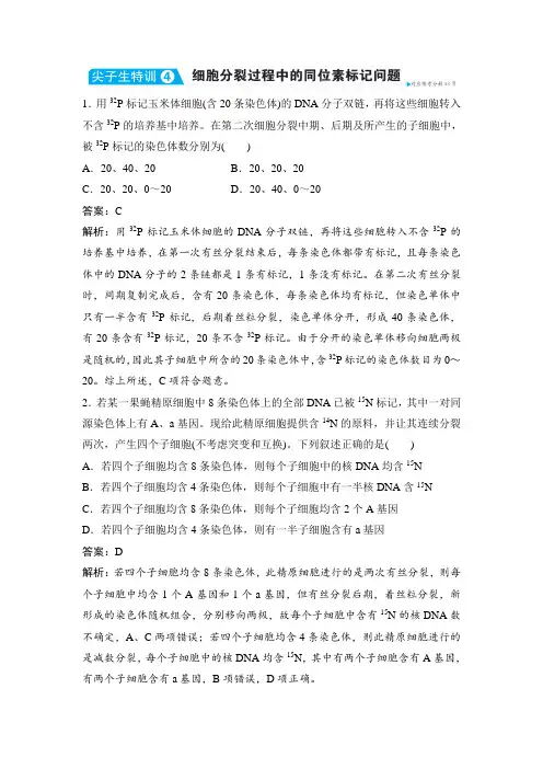 尖子生特训4  细胞分裂过程中的同位素标记问题