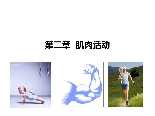 第二章 肌肉活动