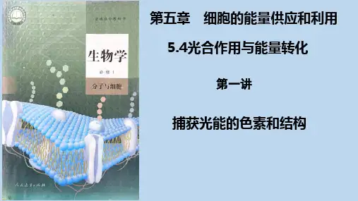 高中生物《第七课 光合作用与能量转化 第1讲 捕获光能的色素和结构》PPT课件