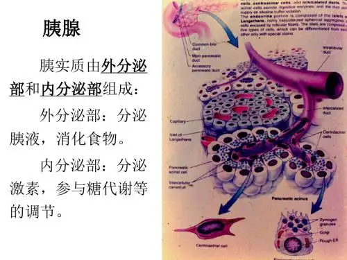 胰腺