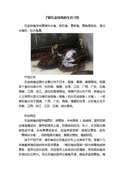 了解石金钱龟的生活习性