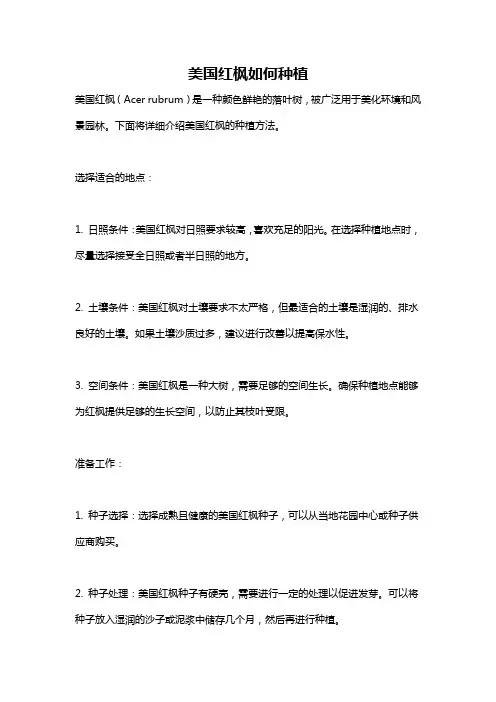 美国红枫如何种植