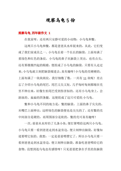 观察乌龟5份