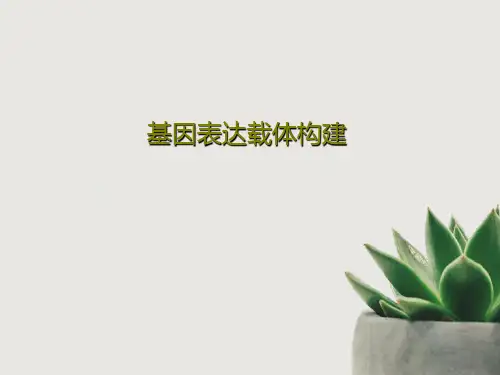 基因表达载体构建PPT15页