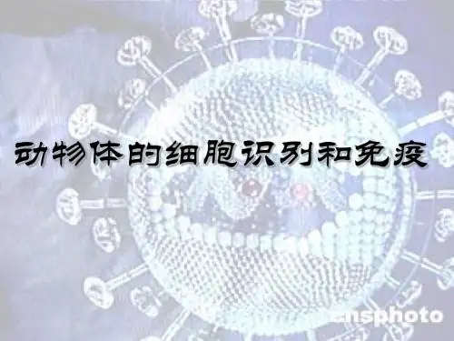 18动物体的细胞识别和免疫