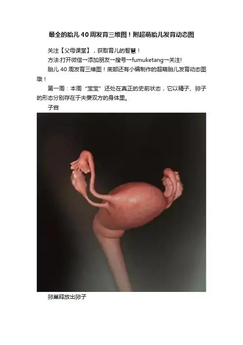 最全的胎儿40周发育三维图！附超萌胎儿发育动态图