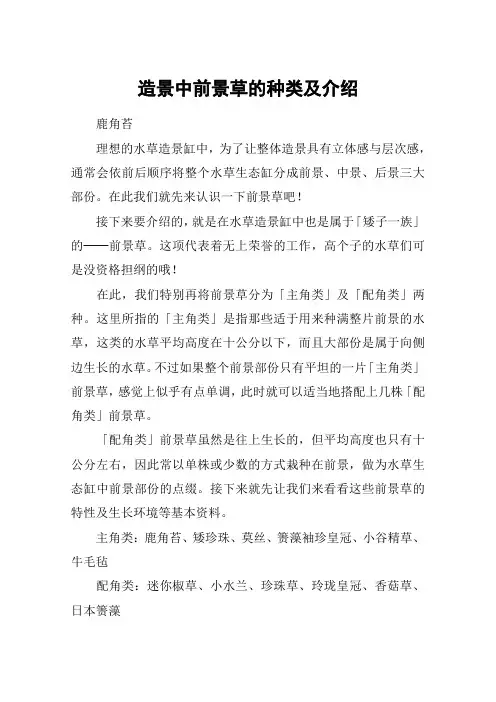 造景中前景草的种类及介绍