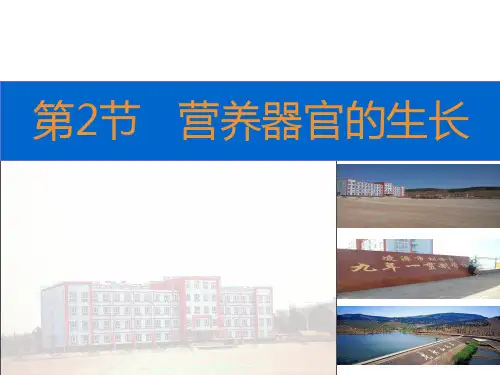 北师大版七年级生物上册6.2《营养器官的生长》 课件(共19张PPT)
