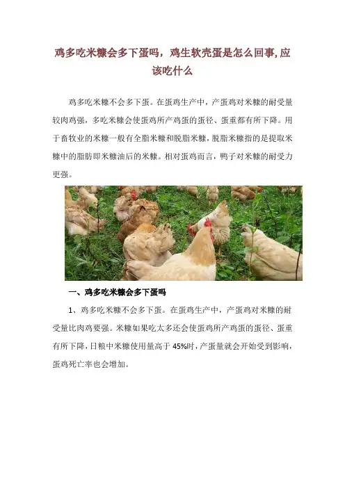鸡多吃米糠会多下蛋吗,鸡生软壳蛋是怎么回事,应该吃什么
