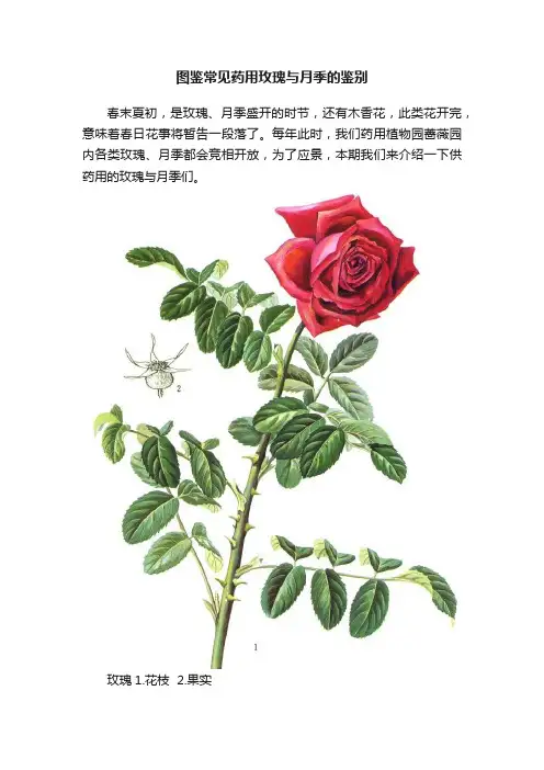 图鉴常见药用玫瑰与月季的鉴别