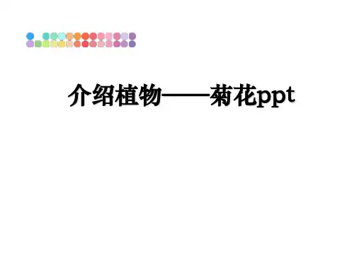最新介绍植物——菊花ppt课件ppt