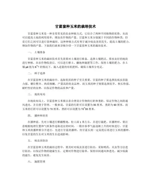 甘蓝套种玉米的栽培技术