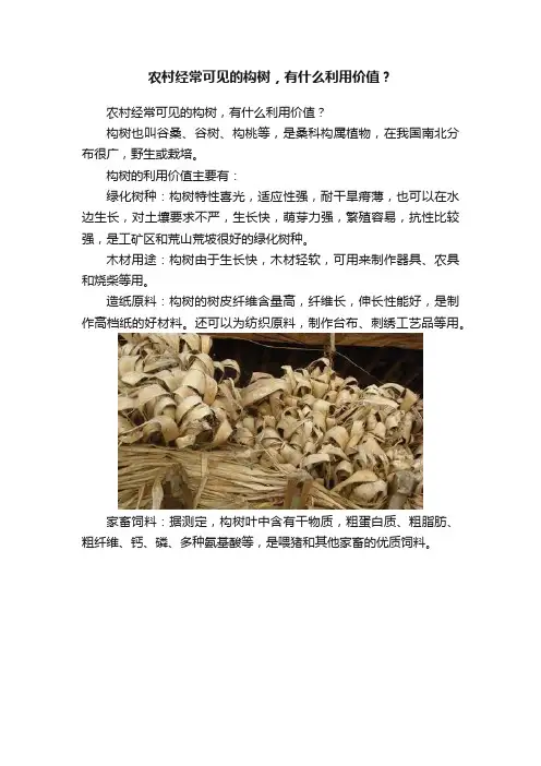 农村经常可见的构树，有什么利用价值？