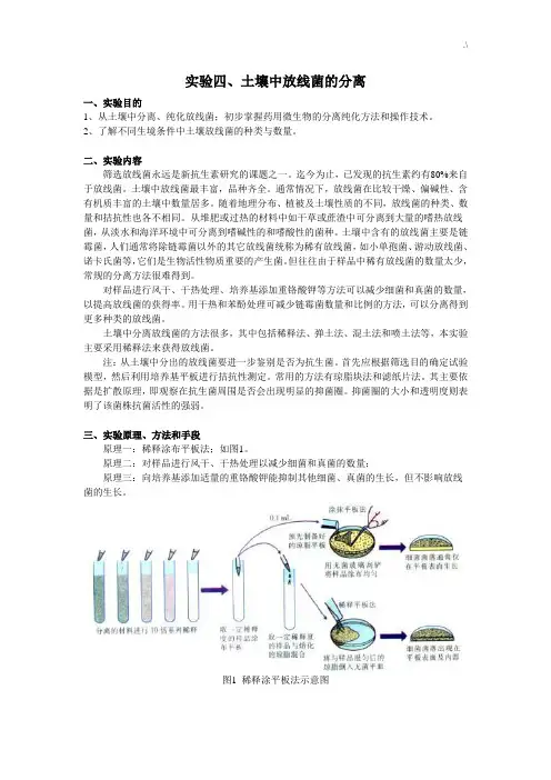 实验四,土壤中放线菌的分离