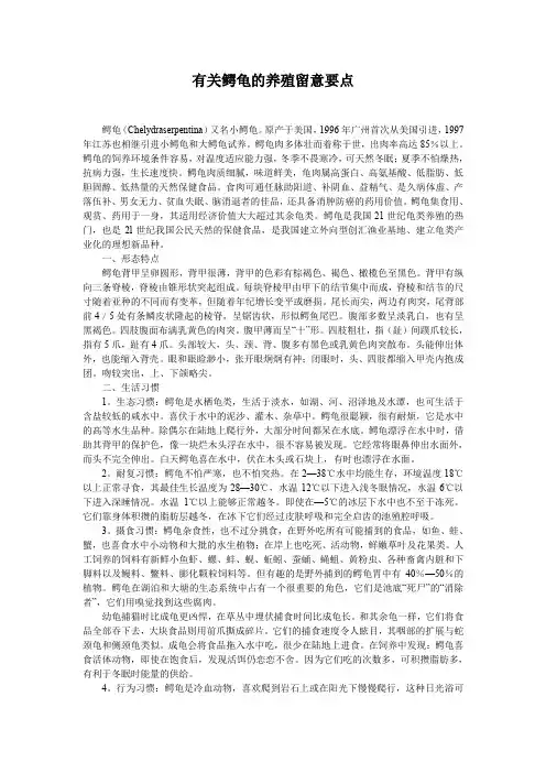 有关鳄龟的养殖留意要点