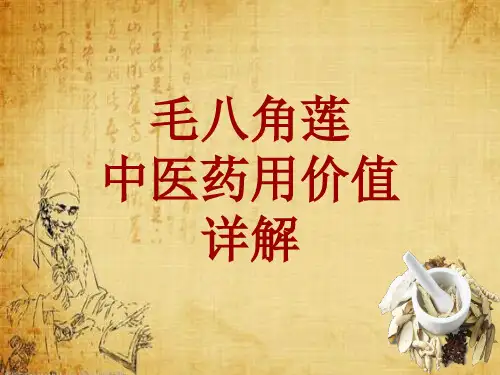 中药学_毛八角莲_药材详解课件模板