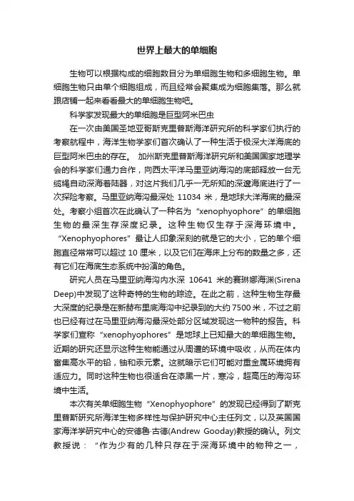 世界上最大的单细胞