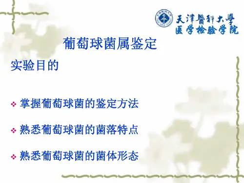 葡萄球菌属鉴定