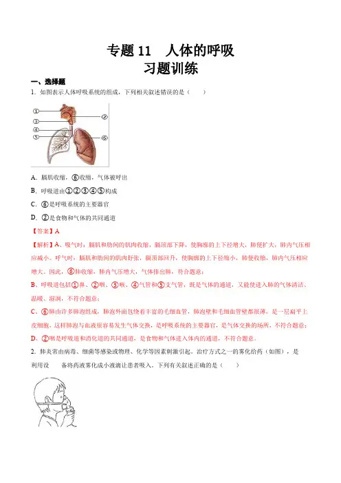 专题11 人体的呼吸(习题精练)【省心备考】2024年中考生物一轮复习精讲精练(全国通用)(解析版)